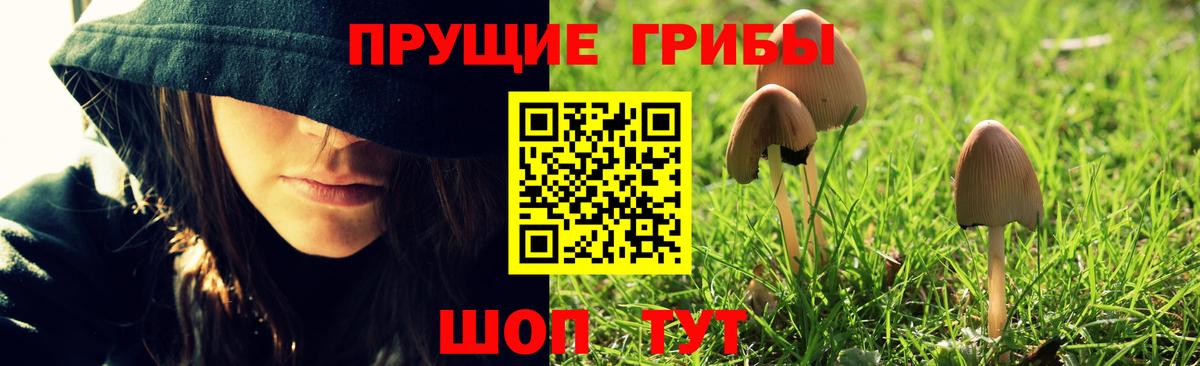 Псилоцибиновые грибы Psilocybe Красноармейск